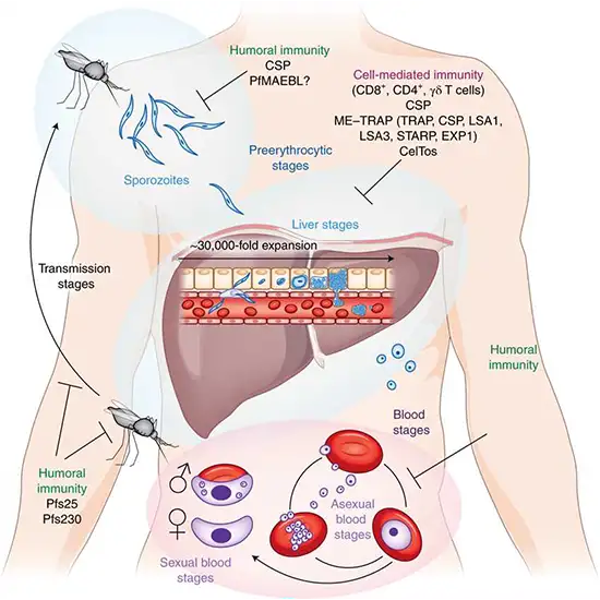 anti smith antibody test